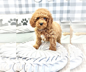 Goldendoodle (Miniature) Puppy for sale in MARIETTA, GA, USA