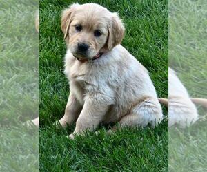 Golden Retriever Puppy for Sale in SWANVILLE, Minnesota USA