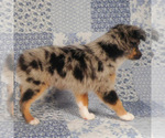 Small #5 Miniature Australian Shepherd