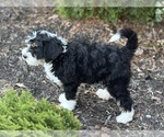 Small #7 Miniature Bernedoodle
