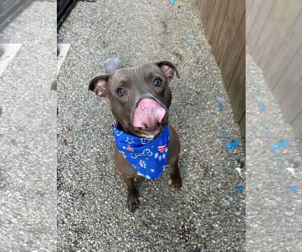 Medium Photo #2 American Pit Bull Terrier-Unknown Mix Puppy For Sale in Gates Mills, OH, USA