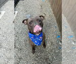 Small #1 American Pit Bull Terrier Mix