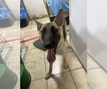 Small #2 Siberian Husky Mix
