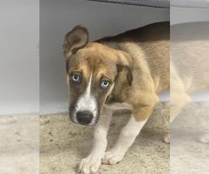 Medium Siberian Husky Mix