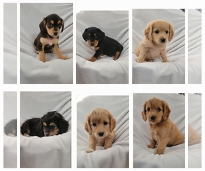 Cocker Spaniel-Shetland Sheepdog Mix Puppy for Sale in UNITY, Wisconsin USA