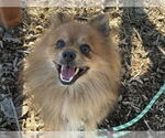 Small Pomeranian