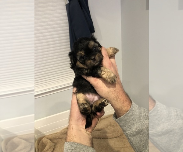 Medium Photo #1 Zuchon Puppy For Sale in VIRGINIA BEACH, VA, USA