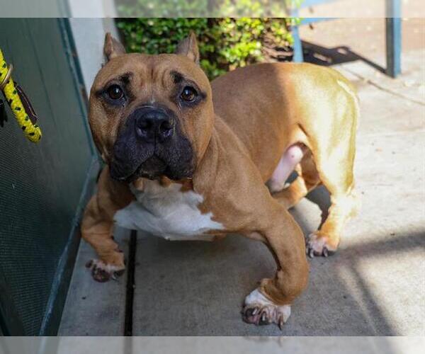 Medium Photo #1 Mutt Puppy For Sale in Pasadena, CA, USA