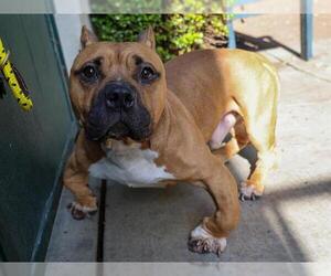 Mutt Dogs for adoption in Pasadena, CA, USA