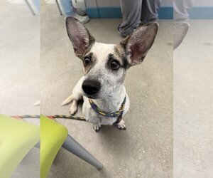Pembroke Welsh Corgi-Rat Terrier Mix Dogs for adoption in San Antonio, TX, USA