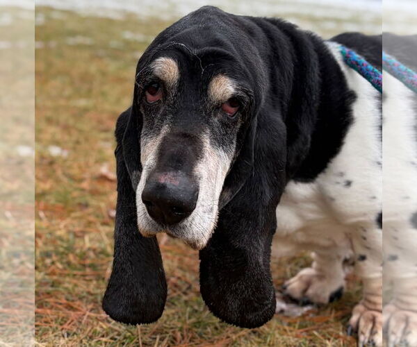 Medium Photo #1 Basset Hound-Unknown Mix Puppy For Sale in Jefferson, WI, USA