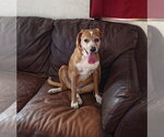 Small #7 Beagle