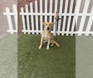 German Shepherd Dog-Unknown Mix Dogs for adoption in Modesto, CA, USA