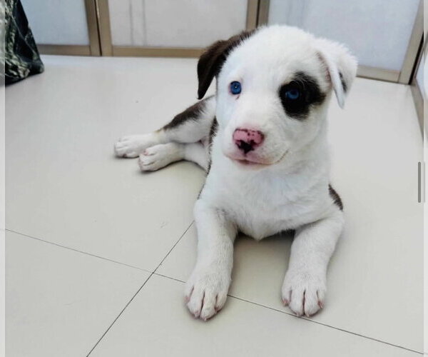Medium Photo #3 Great Pyrenees-Unknown Mix Puppy For Sale in Dana Point, CA, USA