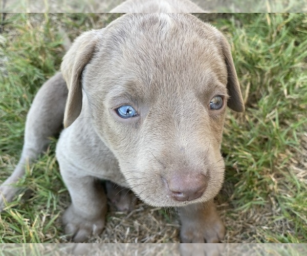 Medium Photo #1 Labrador Retriever Puppy For Sale in BULVERDE, TX, USA