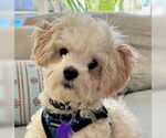 Small #3 Maltese-Poodle (Standard) Mix