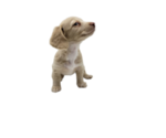 Small Photo #14 Dachshund Puppy For Sale in BALLWIN, MO, USA