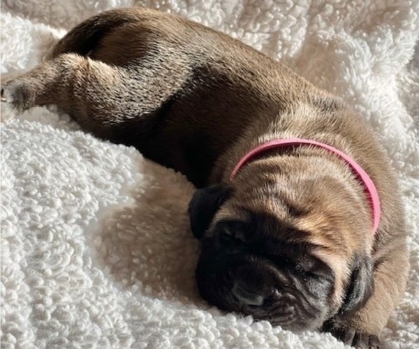 Medium Photo #14 Mastiff Puppy For Sale in BIXBY, OK, USA