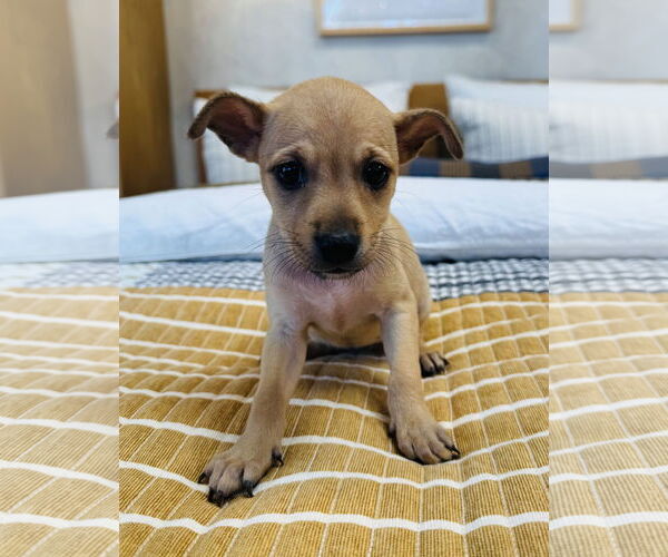 Medium Photo #1 Chihuahua-Unknown Mix Puppy For Sale in Marina Del Rey, CA, USA