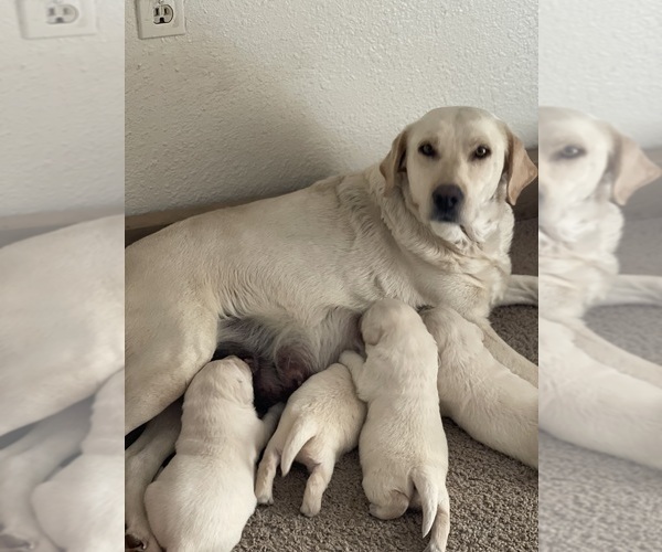 Medium Photo #1 Labrador Retriever Puppy For Sale in MORENO VALLEY, CA, USA