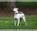 Small #2 American Staffordshire Terrier Mix