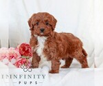 Small #2 Cavapoo (Miniature)