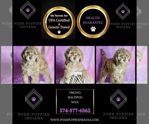 Medium Photo #3 Maltipoo (Miniature) Puppy For Sale in WARSAW, IN, USA