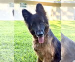 Small #2 German Shepherd Dog