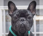 Small French Bulldog