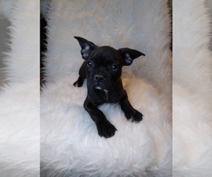 Faux Frenchbo Bulldog Puppy for sale in INDIANAPOLIS, IN, USA