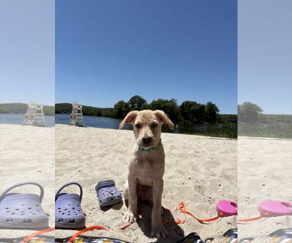 Medium Photo #2 Labrador Retriever-Unknown Mix Puppy For Sale in pomfret, CT, USA