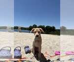 Small #1 Labrador Retriever Mix