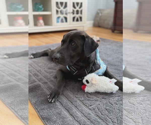 Medium Photo #1 Labmaraner Puppy For Sale in Westwood, NJ, USA