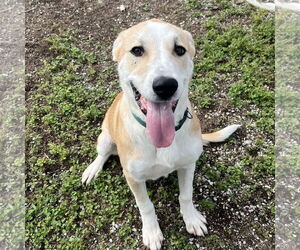 Labrador Retriever-Unknown Mix Dogs for adoption in Corning, AR, USA