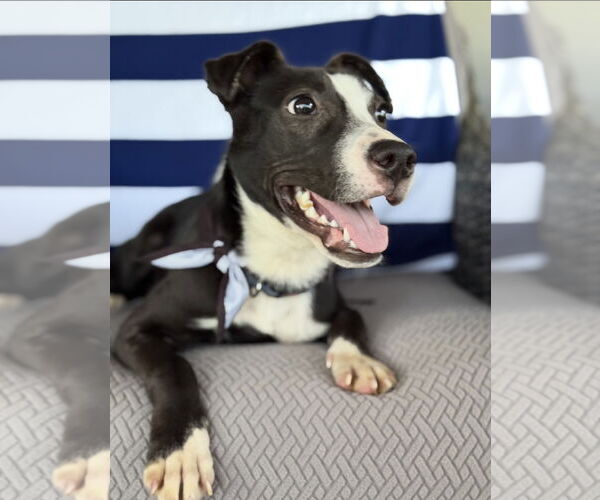 Medium Photo #2 Border Collie-Unknown Mix Puppy For Sale in Euless, TX, USA