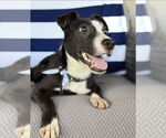 Small #1 Border Collie Mix