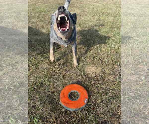 Medium Photo #15 Mutt Puppy For Sale in Highland, IL, USA