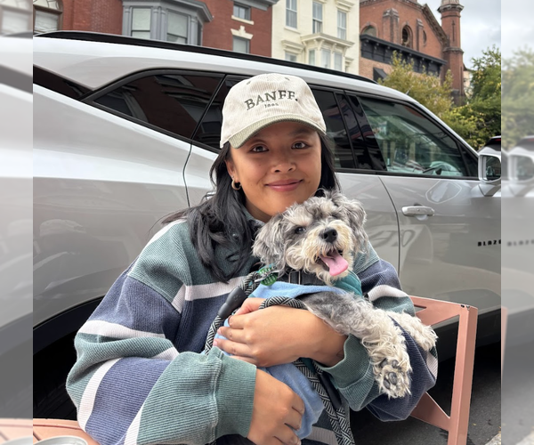 Medium Photo #4 Mutt Puppy For Sale in Brooklyn, NY, USA