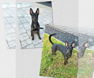 Mutt Dogs for adoption in Naples, FL, USA