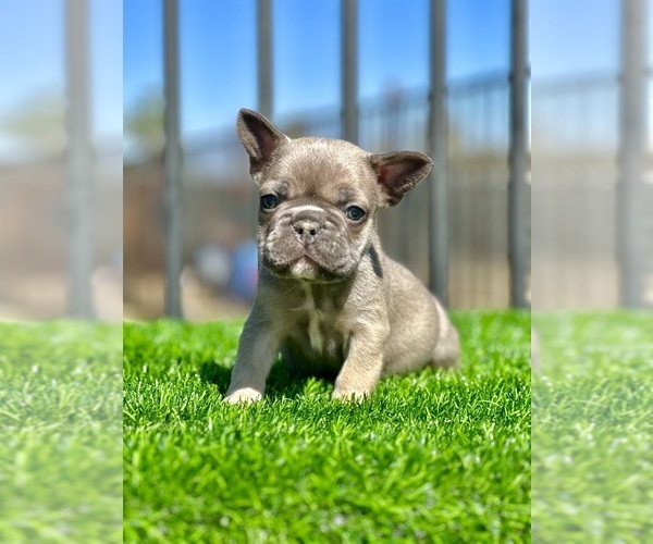 Medium Photo #12 French Bulldog Puppy For Sale in MORGANTOWN, PA, USA