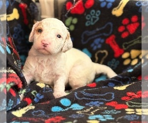 Goldendoodle (Miniature) Puppy for sale in SAINT MARYS, KS, USA