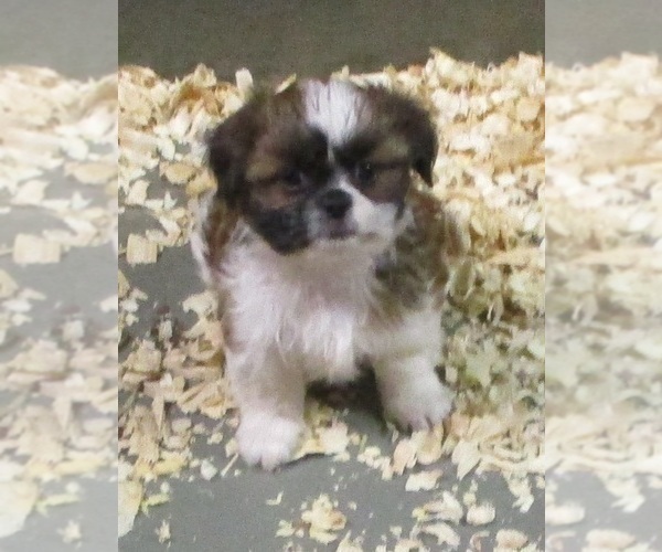 Medium Photo #14 Shih Tzu Puppy For Sale in CARROLLTON, GA, USA