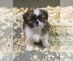 Small Photo #14 Shih Tzu Puppy For Sale in CARROLLTON, GA, USA