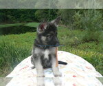 Small #2 German Shepherd Dog