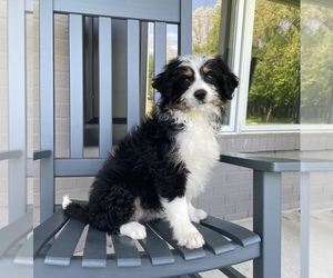 Miniature Bernedoodle Dog for Adoption in FRANKLIN, Indiana USA