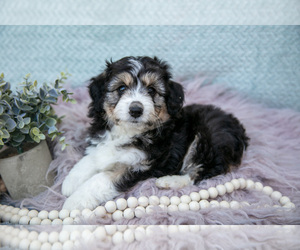 Medium Aussiedoodle Miniature 