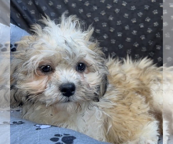 Medium Photo #7 Zuchon Puppy For Sale in RENO, NV, USA