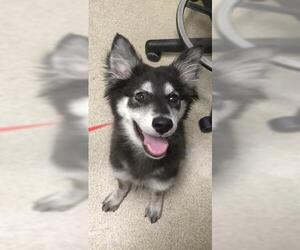 Siberian Husky-Unknown Mix Dogs for adoption in Riverside, CA, USA