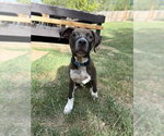 Small Boxer Mix