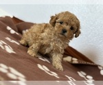 Small #1 Poodle (Toy)-Zuchon Mix